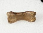 Small Theropod (Raptor) Toe Bone - Hell Creek Formation #12785-1